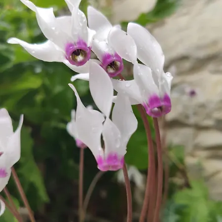 Hétvégi ház 7kamares *