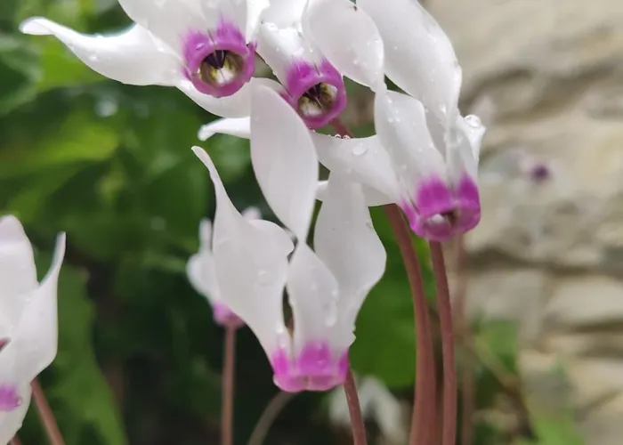 Hétvégi ház 7kamares *